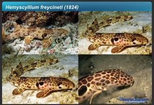 Hemiscyllium Freycinetti1, Misterio y Ciencia en Planeta Incógnito: Revista web y podcast