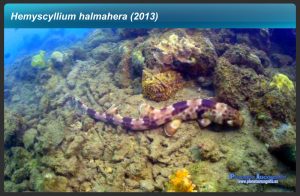Hemiscyllium Halmahera1, Misterio y Ciencia en Planeta Incógnito: Revista web y podcast