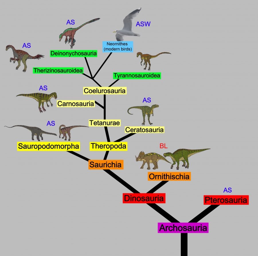 Phylogenetic Tree Of Theropods Respiratory System 01, Misterio y Ciencia en Planeta Incógnito: Revista web y podcast