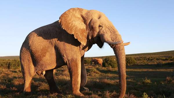 El Primer Mapa Genetico Del Elefante Confirma Dos Especies En Africa, Misterio y Ciencia en Planeta Incógnito: Revista web y podcast