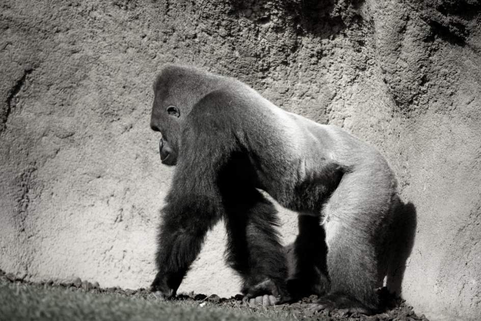 Un Estudio Sobre La Forma De Caminar De Los Gorilas Cuestiona La Evolucion Del Bipedismo, Misterio y Ciencia en Planeta Incógnito: Revista web y podcast