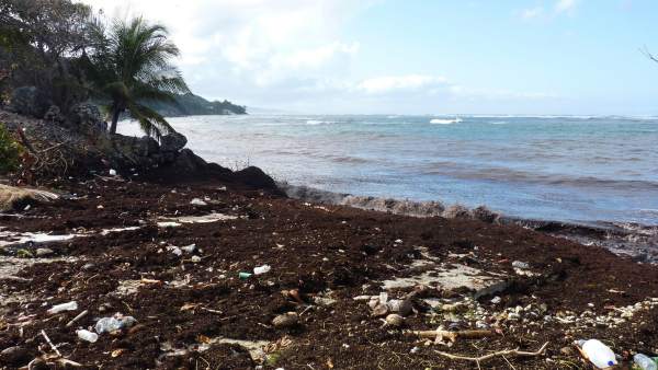 La Marea Marron Que Inquieta En Las Antillas, Misterio y Ciencia en Planeta Incógnito: Revista web y podcast