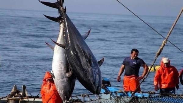 Comer Pescado Ayuda A Disminuir La Emision De Gases De Efecto Invernadero, Misterio y Ciencia en Planeta Incógnito: Revista web y podcast