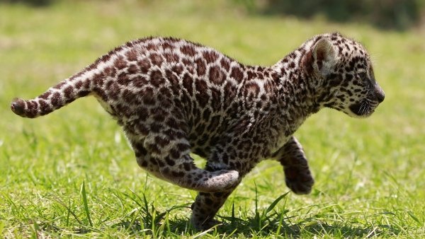 El Nacimiento De Dos Crias De Jaguar Aviva La Esperanza De Su Conservacion En Mexico, Misterio y Ciencia en Planeta Incógnito: Revista web y podcast