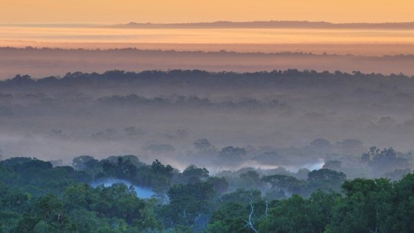Deforestacion Y Trafico Ilegal De Especies Los Grandes Peligros Para La Biodiversidad De Guatemala, Misterio y Ciencia en Planeta Incógnito: Revista web y podcast