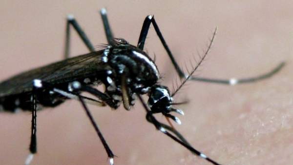 El Mosquito Tigre Se Expande Por Espana, Misterio y Ciencia en Planeta Incógnito: Revista web y podcast