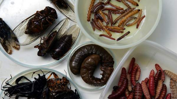 Todos Los Humanos Como La Mayoria De Mamiferos Estan Geneticamente Preparados Para Digerir Insectos 1, Misterio y Ciencia en Planeta Incógnito: Revista web y podcast