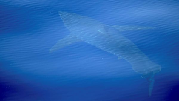 Avistado Junto A Cabrera Un Tiburon Blanco De Cinco Metros El Primero Filmado En Espana En Decadas, Misterio y Ciencia en Planeta Incógnito: Revista web y podcast