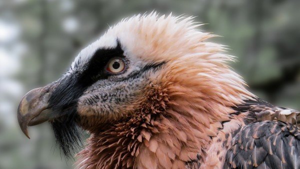 Estas Son Las 8 Especies En Peligro De Extincion En Espana 4, Misterio y Ciencia en Planeta Incógnito: Revista web y podcast