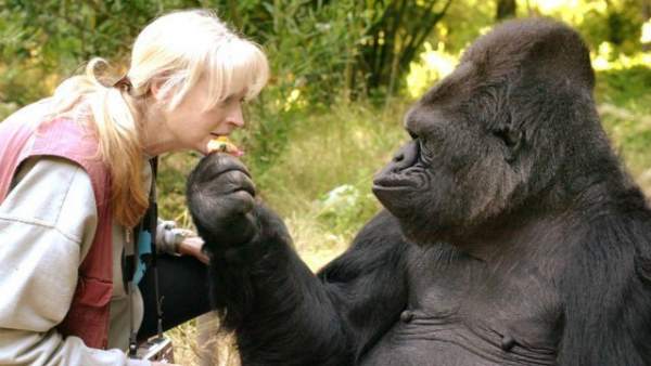 Muere Koko La Unica Gorila Capaz De Hablar A Traves Del Lenguaje De Signos, Misterio y Ciencia en Planeta Incógnito: Revista web y podcast