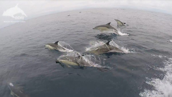 Espectaculo Natural Avistan Mas De 3 000 Delfines Mulares En Galicia, Misterio y Ciencia en Planeta Incógnito: Revista web y podcast