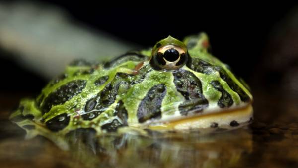 Redescubren En Colombia Y Ecuador Cuatro Especies De Anfibios Que Se Consideraban Extinguidas, Misterio y Ciencia en Planeta Incógnito: Revista web y podcast