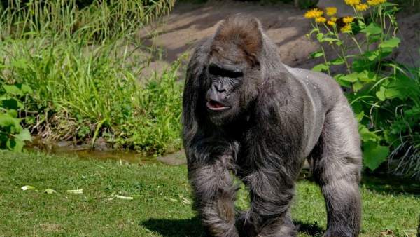 Muere El Gorila Mas Viejo De Europa A Los 55 Anos Y Deja 6 Hijos Y 14 Tataranietos, Misterio y Ciencia en Planeta Incógnito: Revista web y podcast