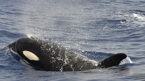 La Mitad De La Poblacion De Orcas De Todo El Mundo Podria Morir Por La Contaminacion Por Pcb, Misterio y Ciencia en Planeta Incógnito: Revista web y podcast