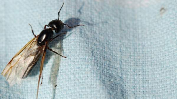 Si El Aire Se Esta Llenado De Hormigas Voladoras Pero Tiene Explicacion 2, Misterio y Ciencia en Planeta Incógnito: Revista web y podcast