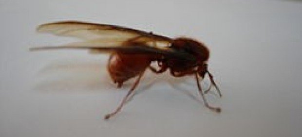 Si El Aire Se Esta Llenado De Hormigas Voladoras Pero Tiene Explicacion, Misterio y Ciencia en Planeta Incógnito: Revista web y podcast