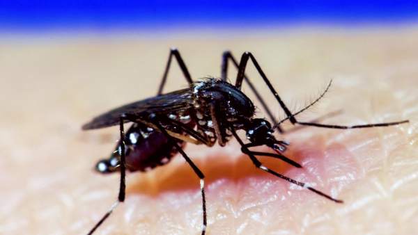 Cientificos Del Csic Desarrollan Una Nueva Vacuna Contra El Virus Del Zika, Misterio y Ciencia en Planeta Incógnito: Revista web y podcast