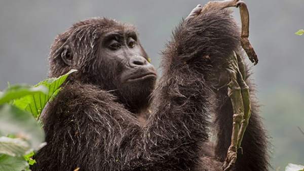 Una Gorila Llorando A Su Bebe La Historia Detras De La Foto, Misterio y Ciencia en Planeta Incógnito: Revista web y podcast