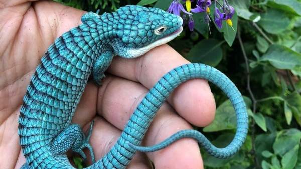 El Dragoncito Azul Una Especie Mexicana En Peligro De Extincion, Misterio y Ciencia en Planeta Incógnito: Revista web y podcast
