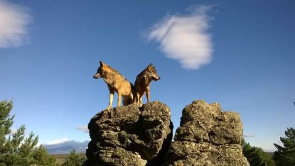 El Numero De Lobos Ibericos Aumenta A 297 Manadas, Misterio y Ciencia en Planeta Incógnito: Revista web y podcast
