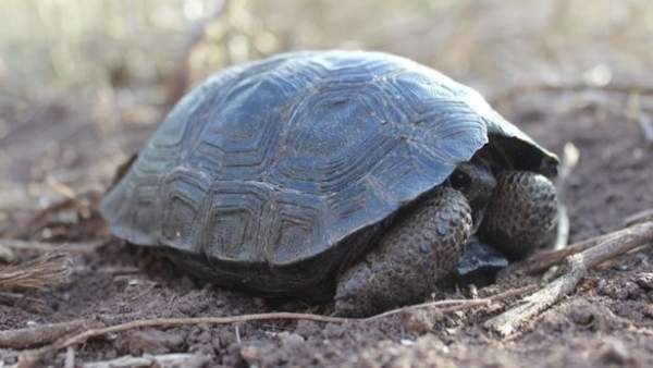 Aparecen Tortugas Bebes En Las Isla Galapagos Por Primera Vez En Mas De 100 Anos, Misterio y Ciencia en Planeta Incógnito: Revista web y podcast