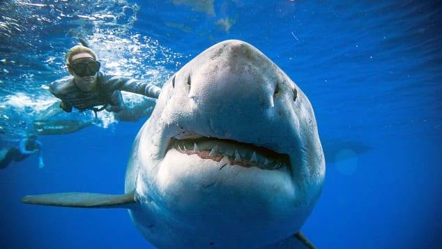 Graban Al Legendario Tiburon Blanco De Seis Metros Nadando Con Buzos En Hawai, Misterio y Ciencia en Planeta Incógnito: Revista web y podcast