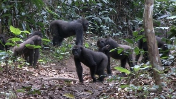 Un Estudio Constata Que Los Gorilas De Llanura Son Pacificos Sociables Y Suelen Cambiar De Familia, Misterio y Ciencia en Planeta Incógnito: Revista web y podcast