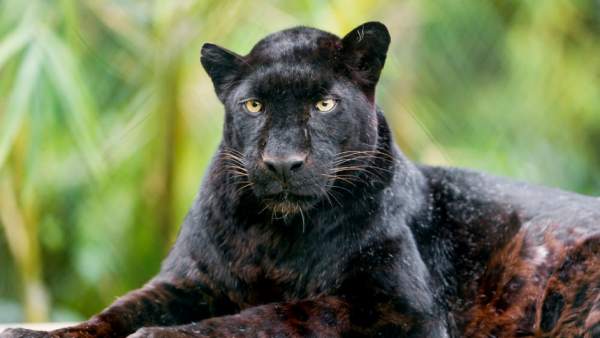Un Leopardo Negro Es Observado En Africa Por Primera Vez En 100 Anos, Misterio y Ciencia en Planeta Incógnito: Revista web y podcast
