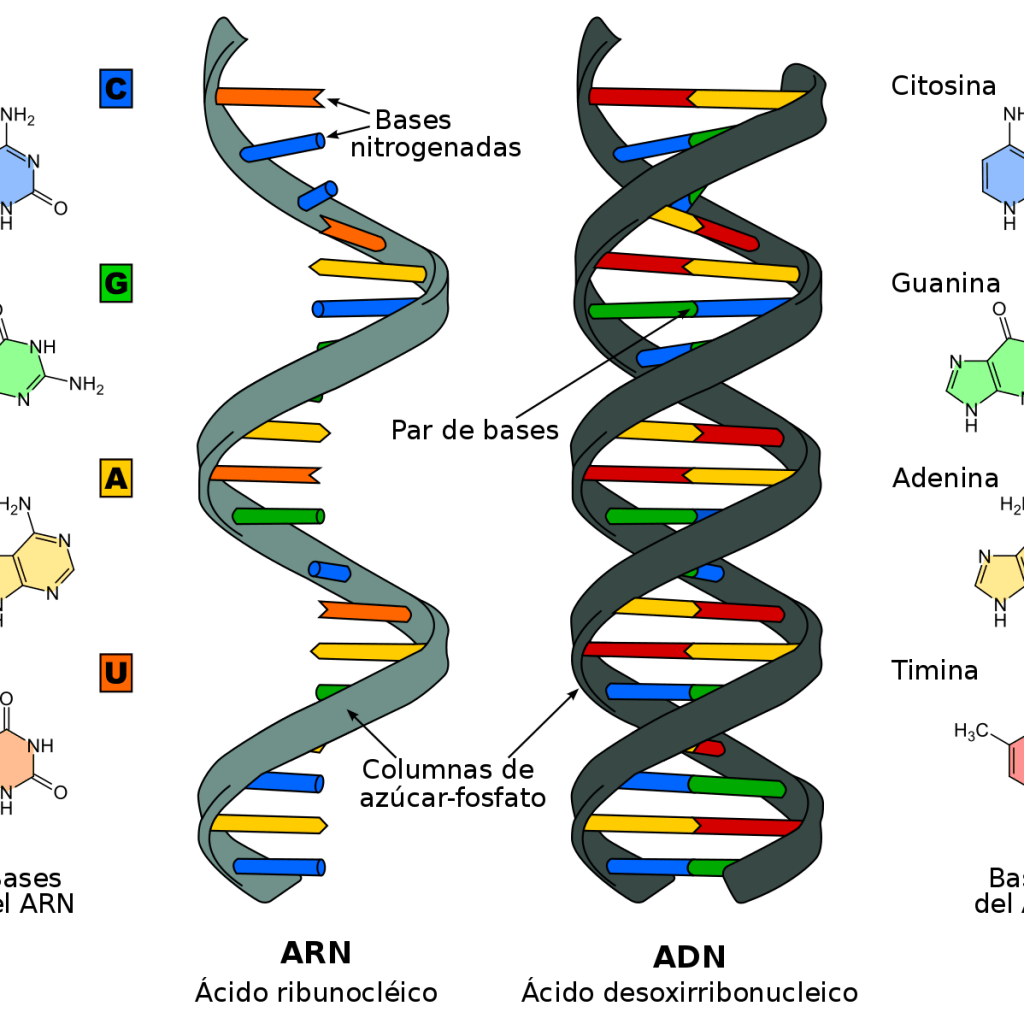 1497px Difference DNA RNA ES.svg , Misterio y Ciencia en Planeta Incógnito: Revista web y podcast