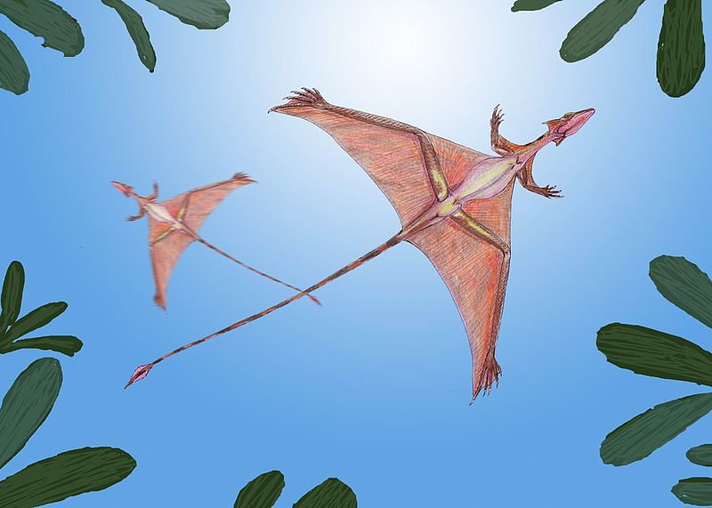 800px Sharovipteryx, Misterio y Ciencia en Planeta Incógnito: Revista web y podcast