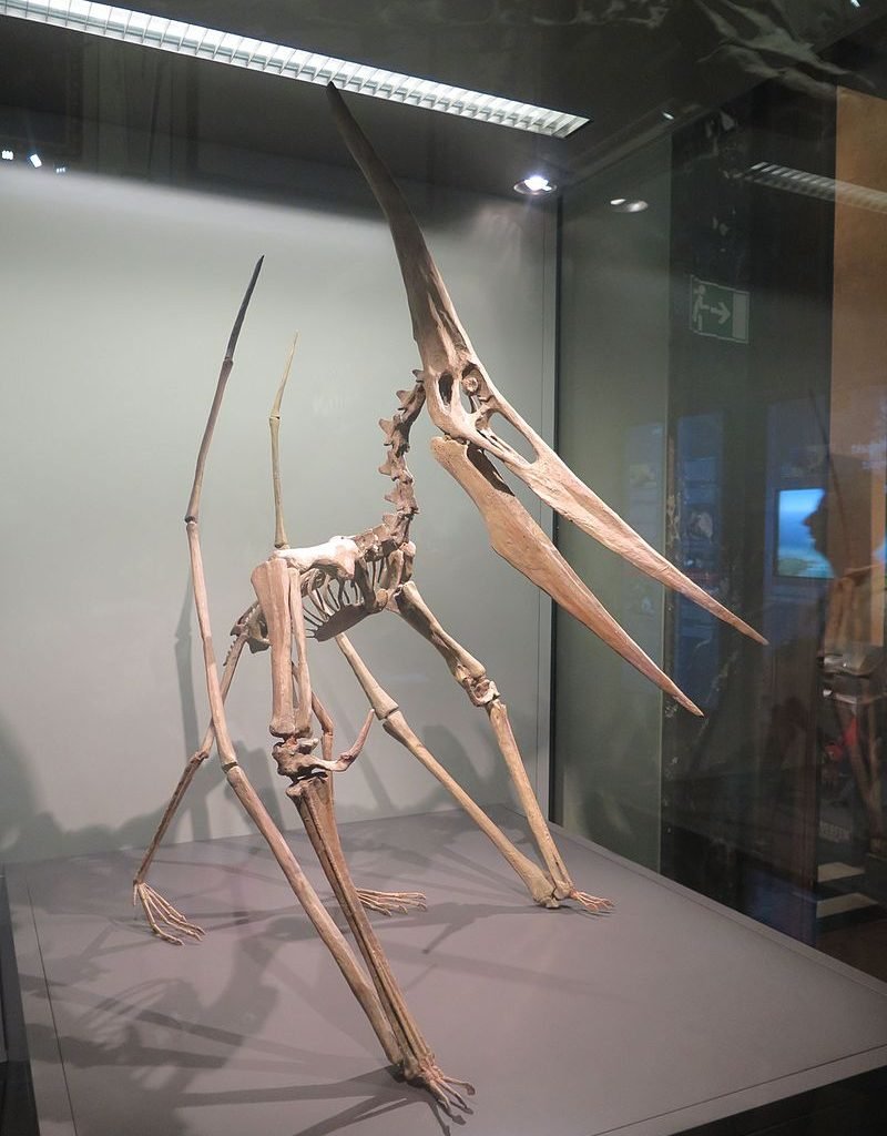 Pteranodon Model In Vienna, Misterio y Ciencia en Planeta Incógnito: Revista web y podcast