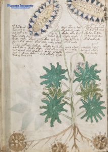 Sección del manuscrito de Voynich