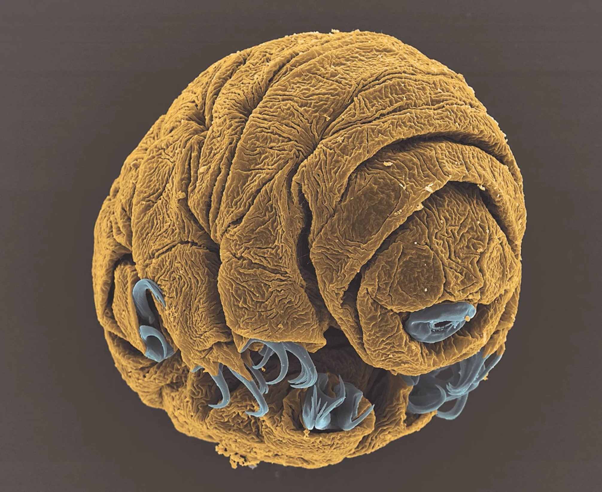 Vladimir Gross utilizó un microscopio electrónico de barrido para capturar esta imagen de un pequeño embrión tardígrado de 50 horas de antigüedad. Crédito: Vladimir Gross