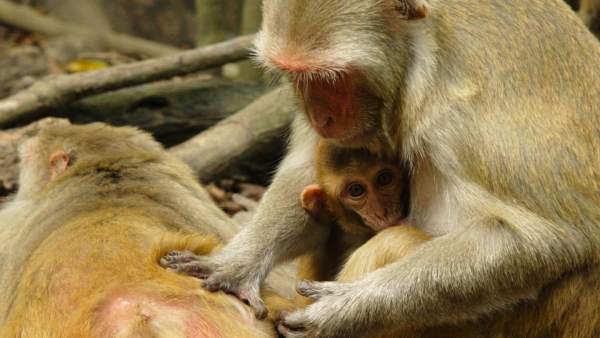 Diez Monos Sometidos Durante Cuatro Horas A Respirar Gases Diesel, Planeta Incógnito