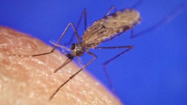 Una Tecnica Genetica Podria Bloquear La Infeccion De La Malaria En Los Mosquitos, Misterio y Ciencia en Planeta Incógnito: Revista web y podcast