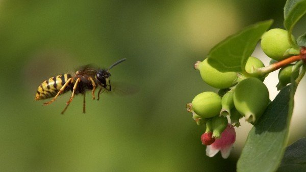 Como Pasan El Invierno Las Cucarachas Moscas Avispas Polillas Mosquitos, Misterio y Ciencia en Planeta Incógnito: Revista web y podcast