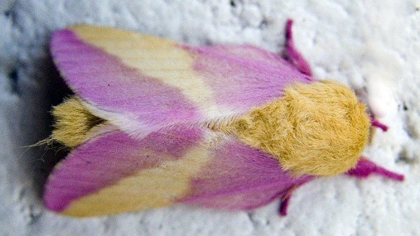 Cuanto Sabes Sobre Los Insectos Mas Raros Del Mundo, Misterio y Ciencia en Planeta Incógnito: Revista web y podcast