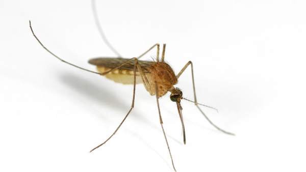Descubren En China El Mosquito Mas Grande Del Mundo, Planeta Incógnito