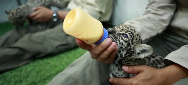 El Nacimiento De Dos Crias De Jaguar Aviva La Esperanza De Su Conservacion En Mexico 1, Planeta Incógnito