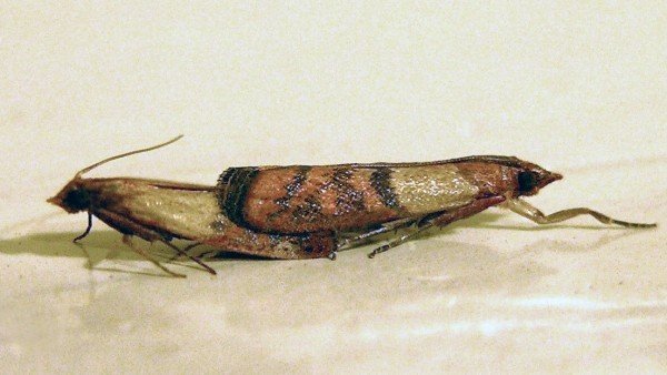 Dos polillas Plodia interpunctella copulando, la especie que se analizó para el estudio