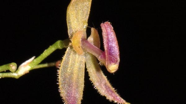Nueva orquídea descubierta en el Parque Nacional Tingo María, en la región de Huánuco (Perú).