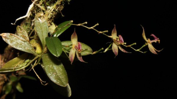 Perú anuncia el descubrimiento de nueva orquídea en la selva central del país 