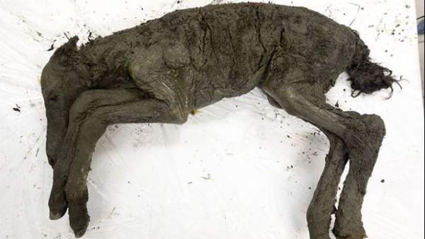 Descubren En Siberia El Cuerpo De Una Especie De Caballo De 40 000 Anos, Planeta Incógnito