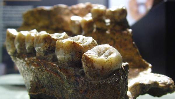 Dentadura del Homo erectus