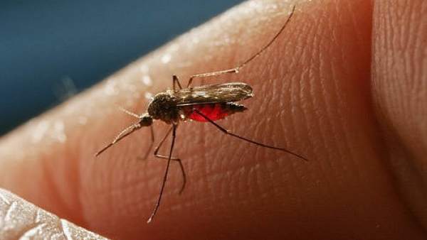 La Sutil Tecnica Con La Que Un Mosquito Burla Al Humano Tras Una Picadura, Planeta Incógnito