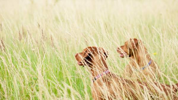 La Universidad De Nebraska Estudia A 200 Perros Para Saber Como Piensan, Planeta Incógnito