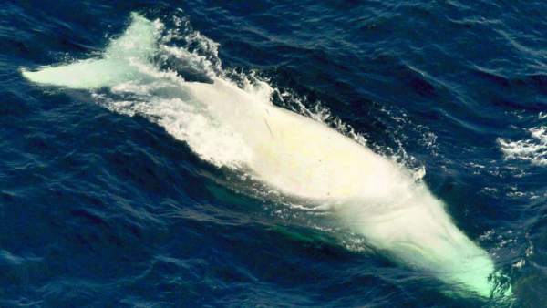 Las Ballenas Beluga Y Las Narvales Otras Dos Especies Que Tambien Tienen La Menopausia, Planeta Incógnito