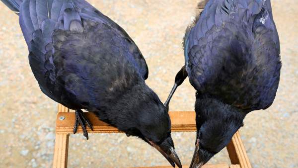 Un Parque Tematico Frances Emplea Cuervos Para Recoger Basura Del Suelo, Planeta Incógnito