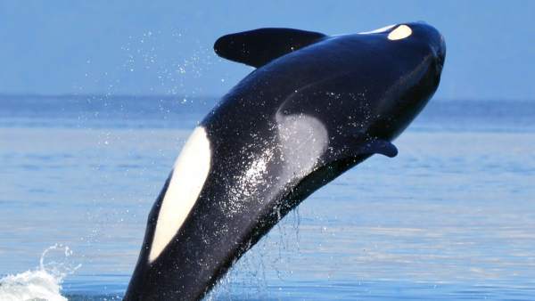 Una Orca Carga A Su Cria Muerta Durante 17 Dias En Senal De Duelo, Planeta Incógnito