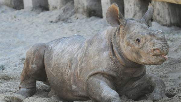 Un bebé rinoceronte juguetón